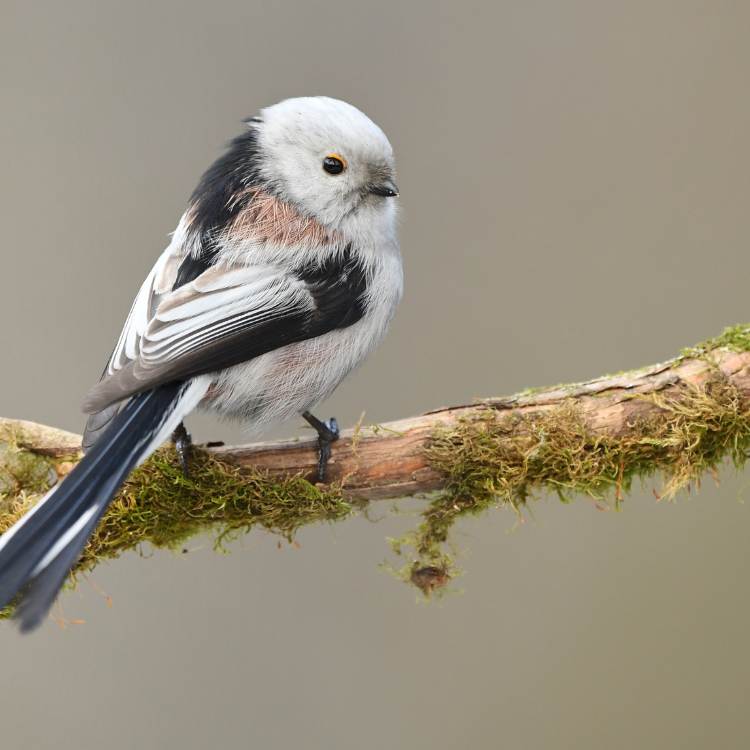 Long tailed tit